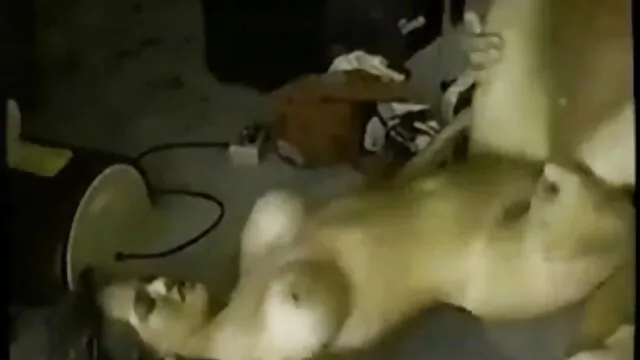 玩具零售买家在更衣室 肥熟女肛门