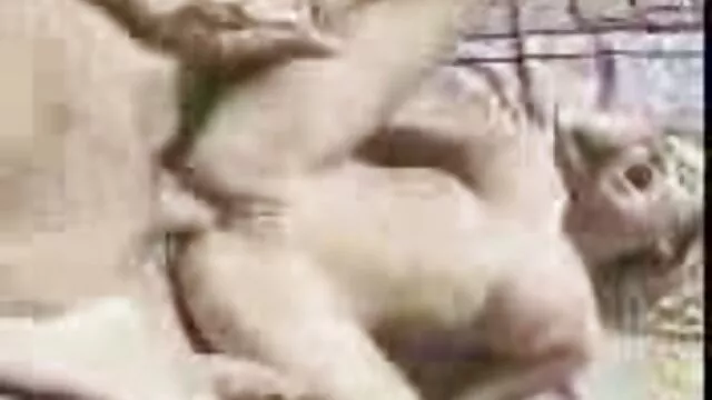 一个巨大的立方体乳房为你摆脱困境！ 巴西色情肛门